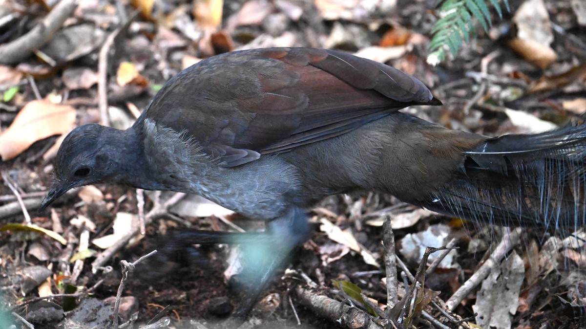 Superb Lyrebird - ML645468795