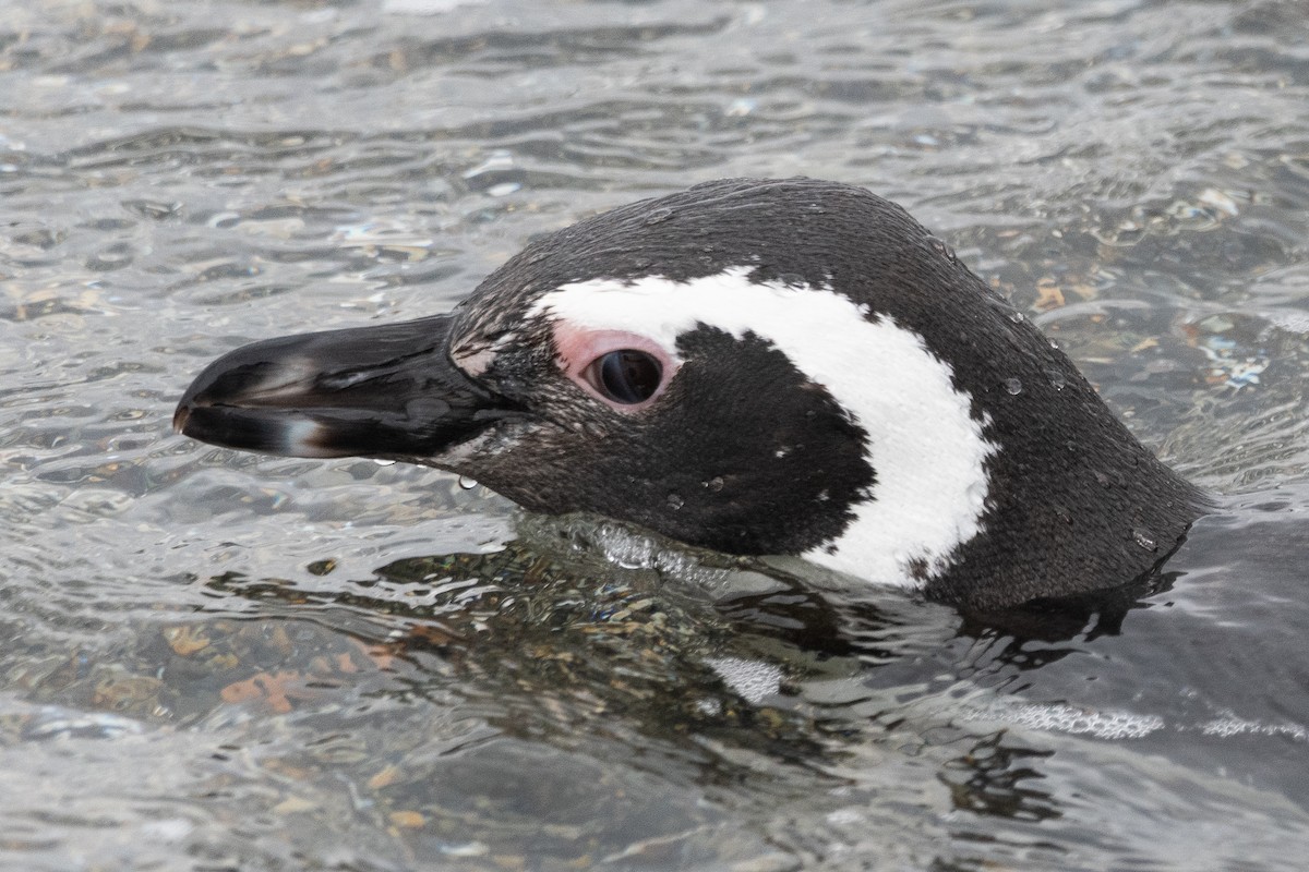 Magellanic Penguin - ML645468796