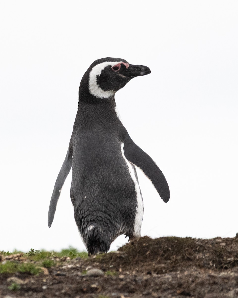 Magellanic Penguin - ML645468797