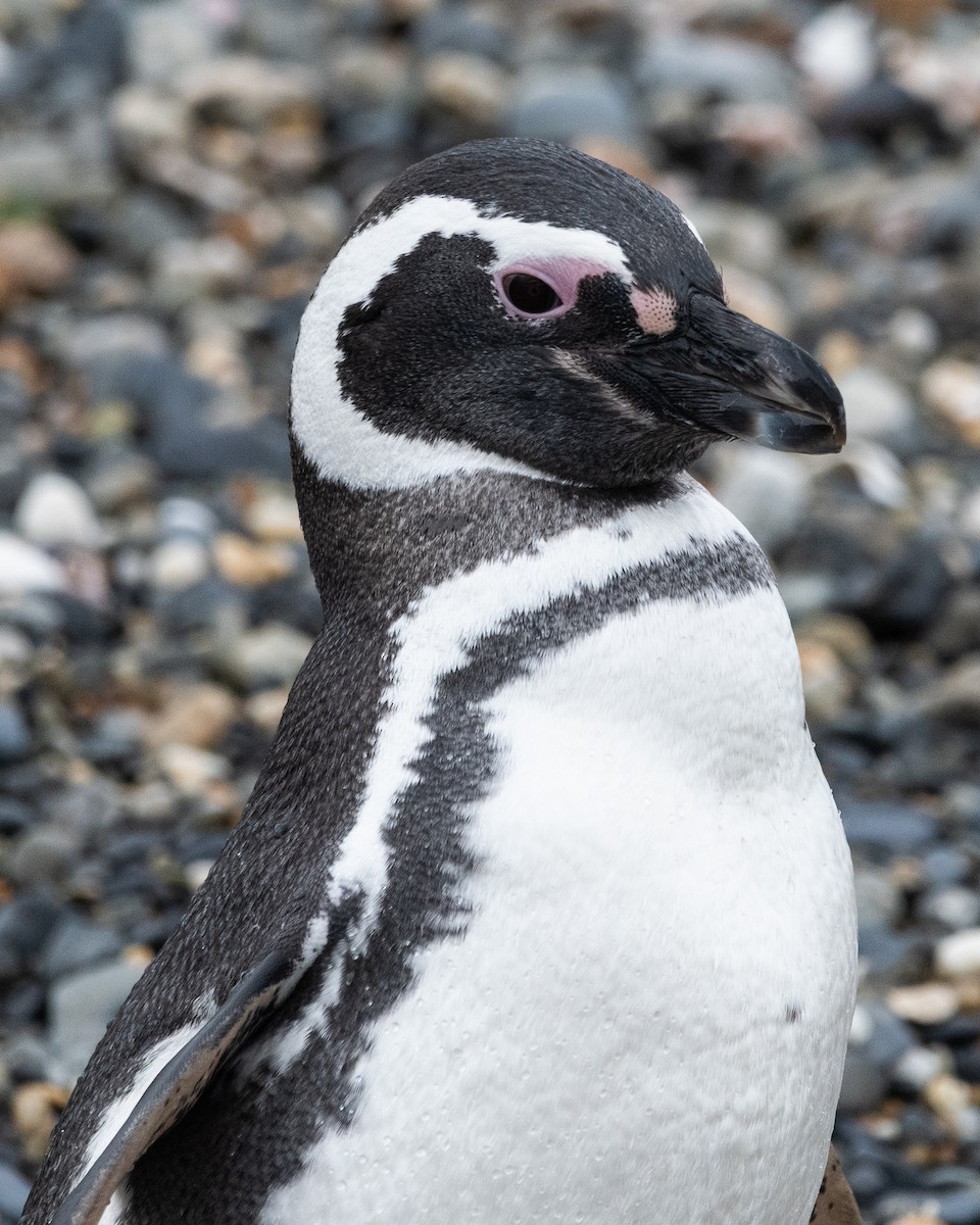 Magellanic Penguin - ML645468799