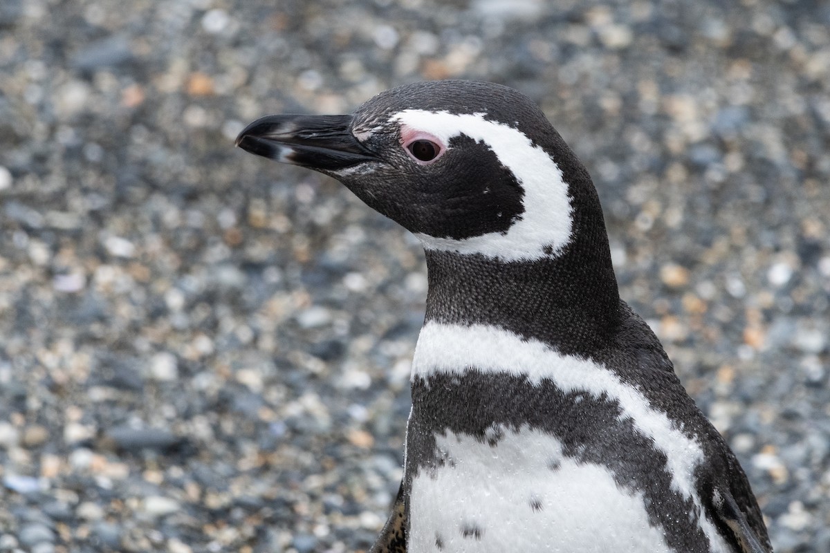 Magellanic Penguin - ML645468800