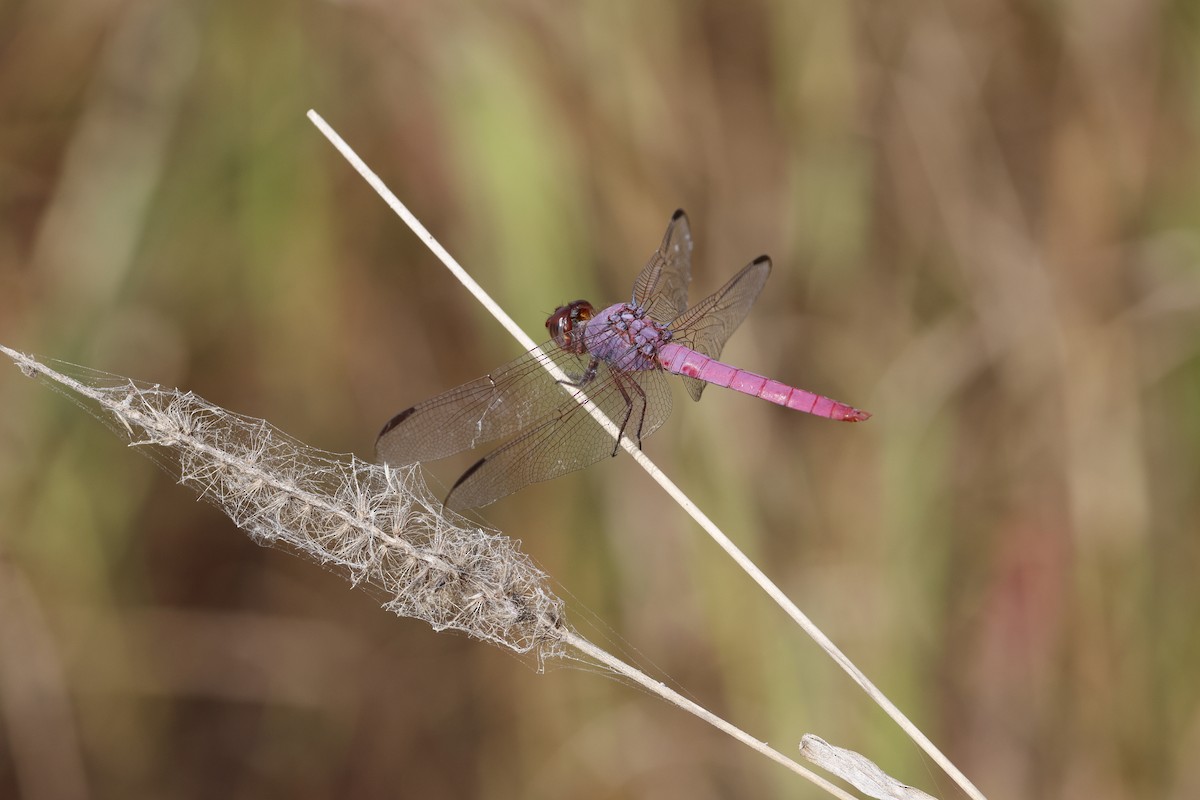 Roseate Skimmer - ML645468801