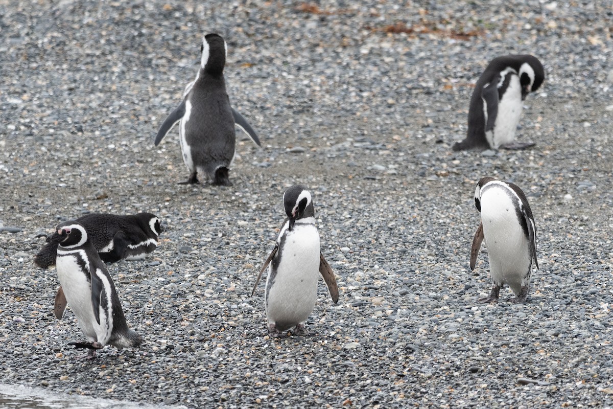Magellanic Penguin - ML645468802