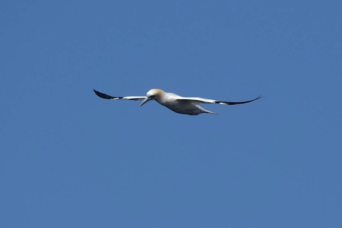 Northern Gannet - ML645468803