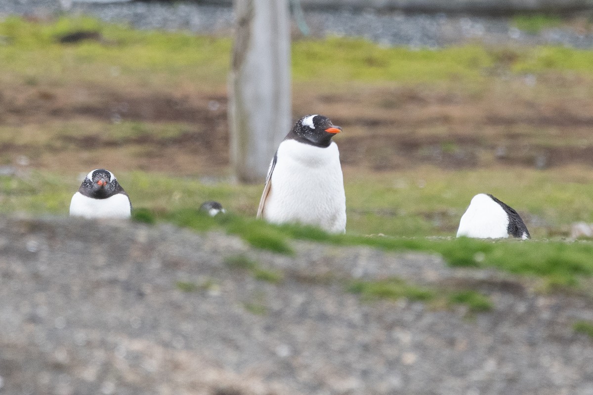 Gentoo Penguin - ML645468807