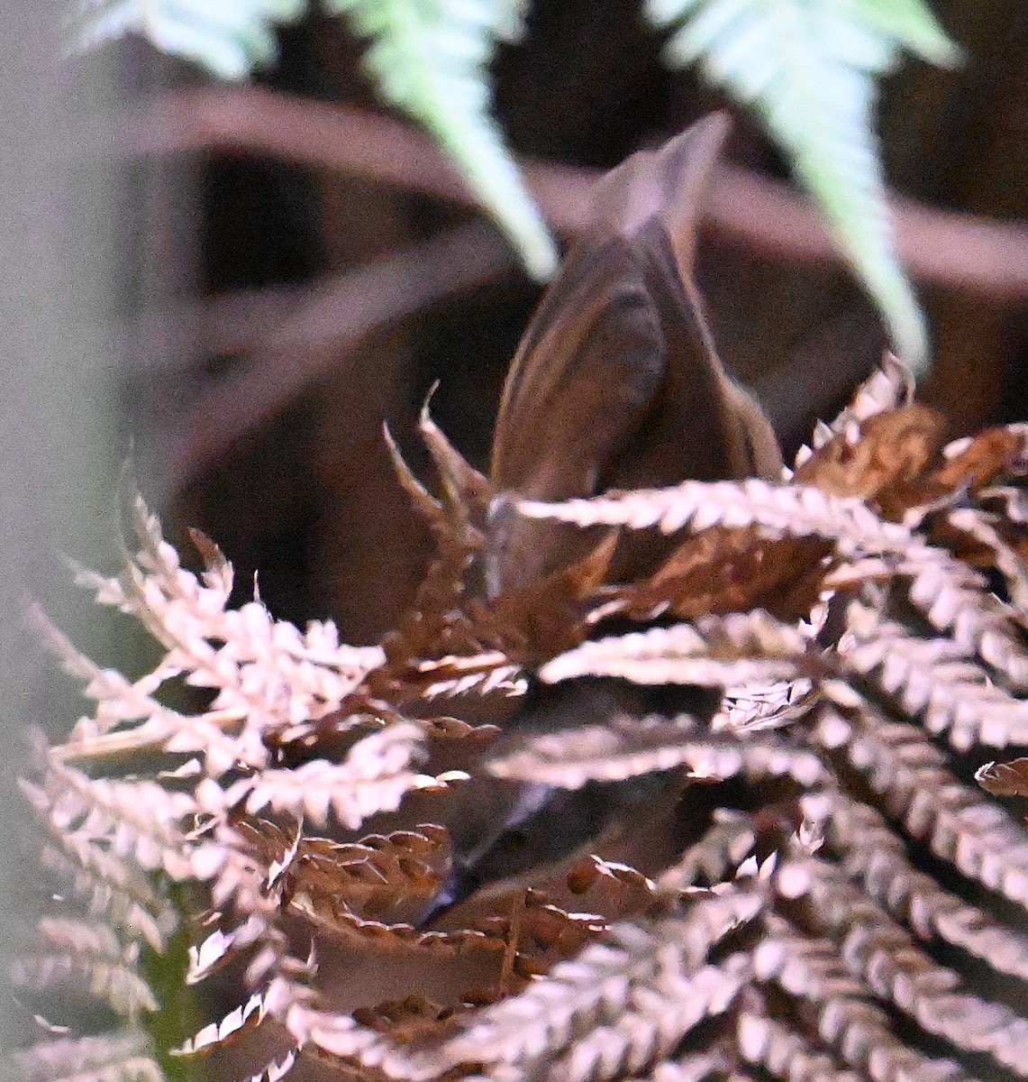 White-browed Scrubwren - ML645468808