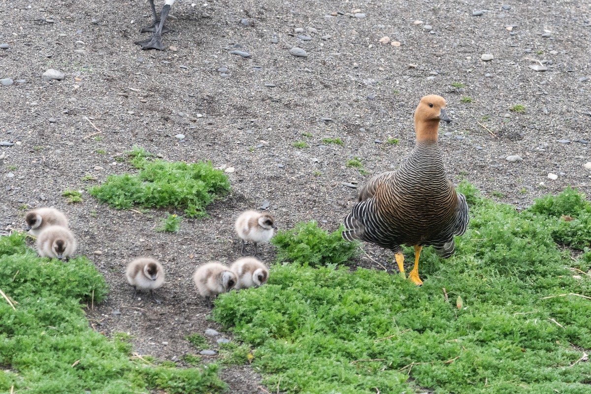 Upland Goose - ML645468809