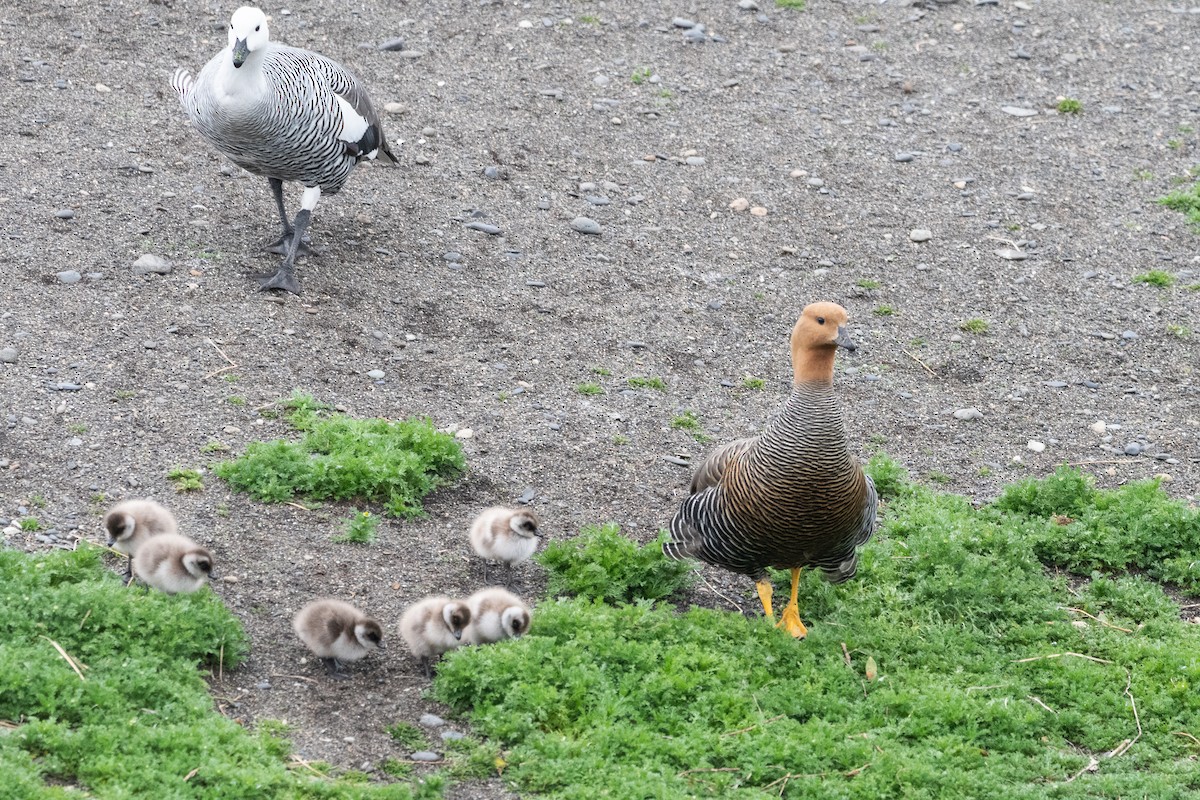 Upland Goose - ML645468810