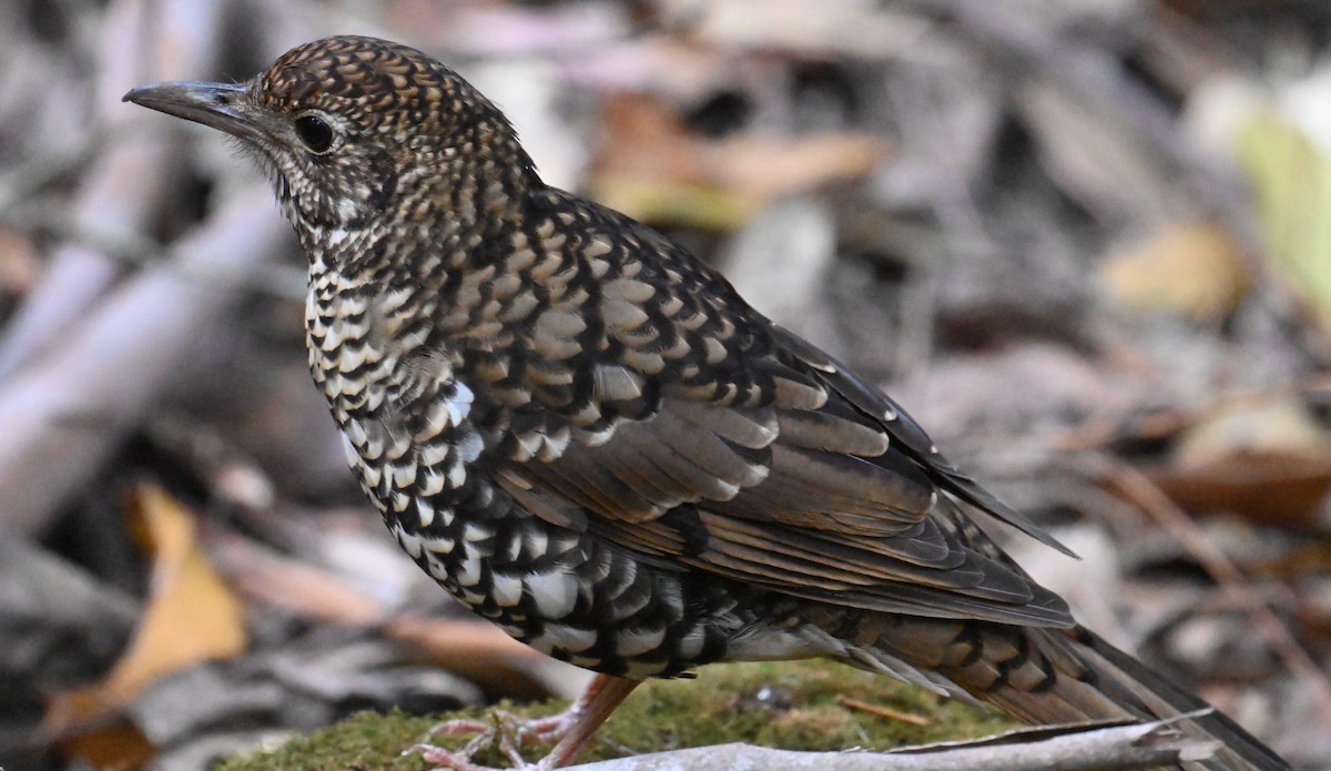 Bassian Thrush - ML645468811