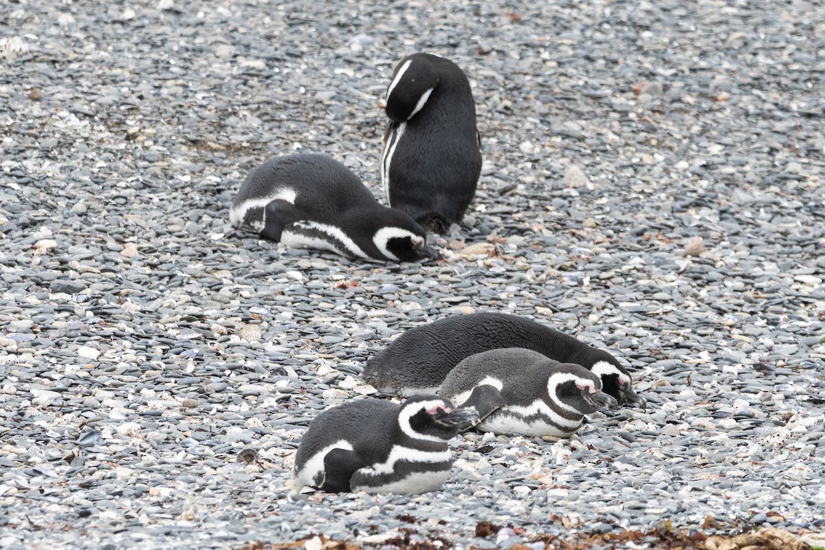 Magellanic Penguin - ML645468812