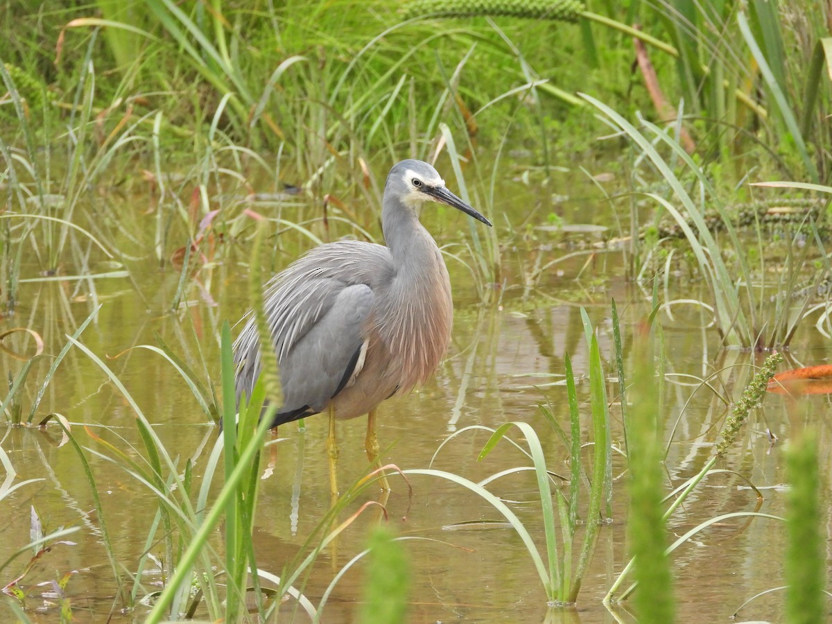 White-faced Heron - ML645468813