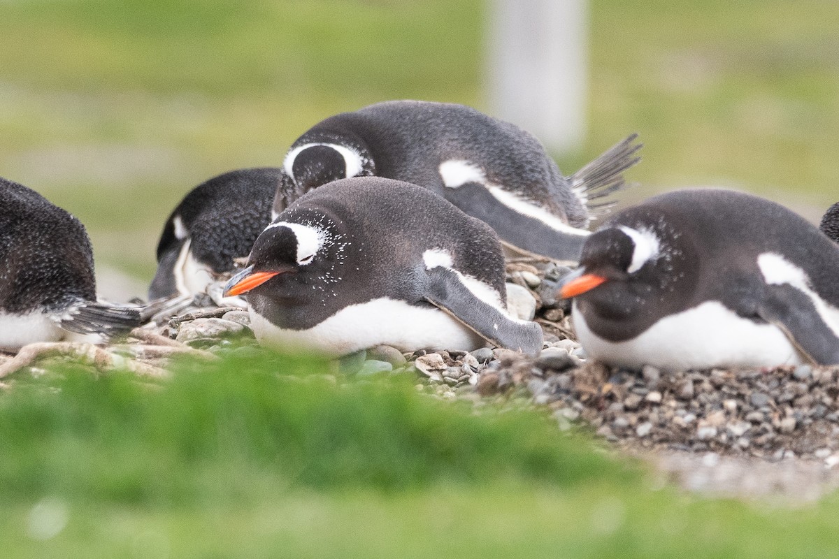 Gentoo Penguin - ML645468814