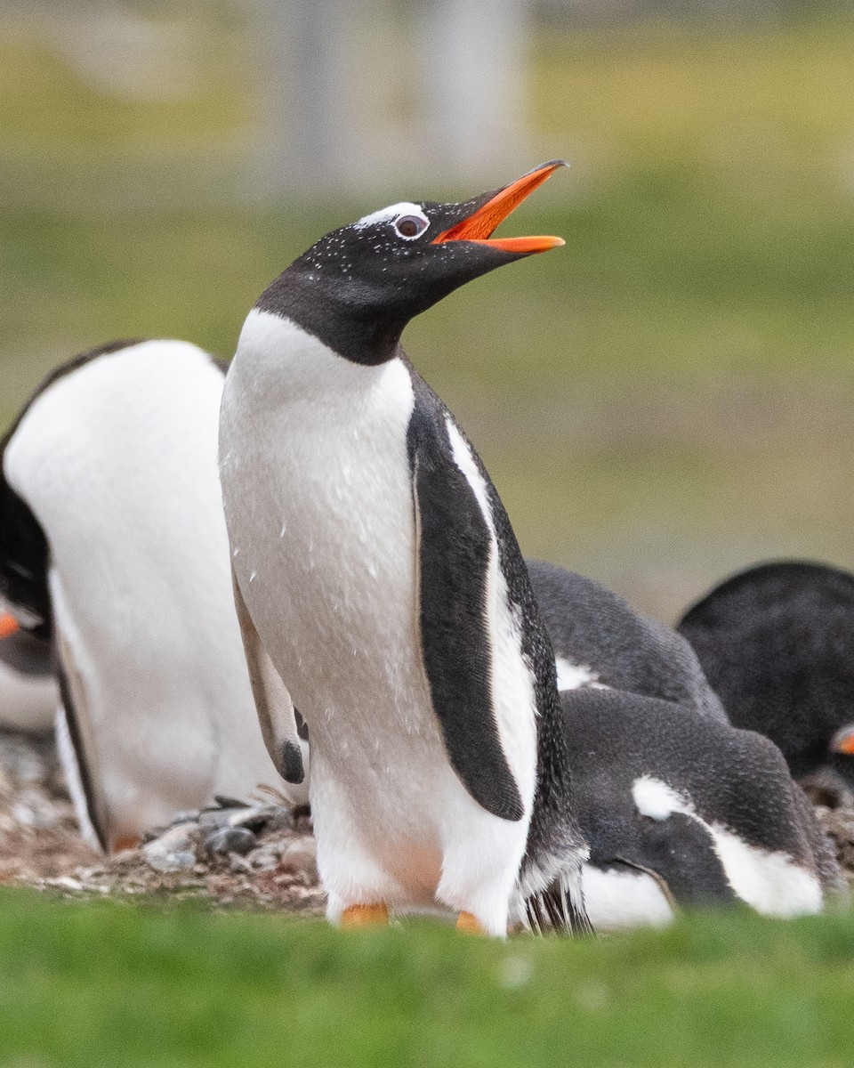 Gentoo Penguin - ML645468815