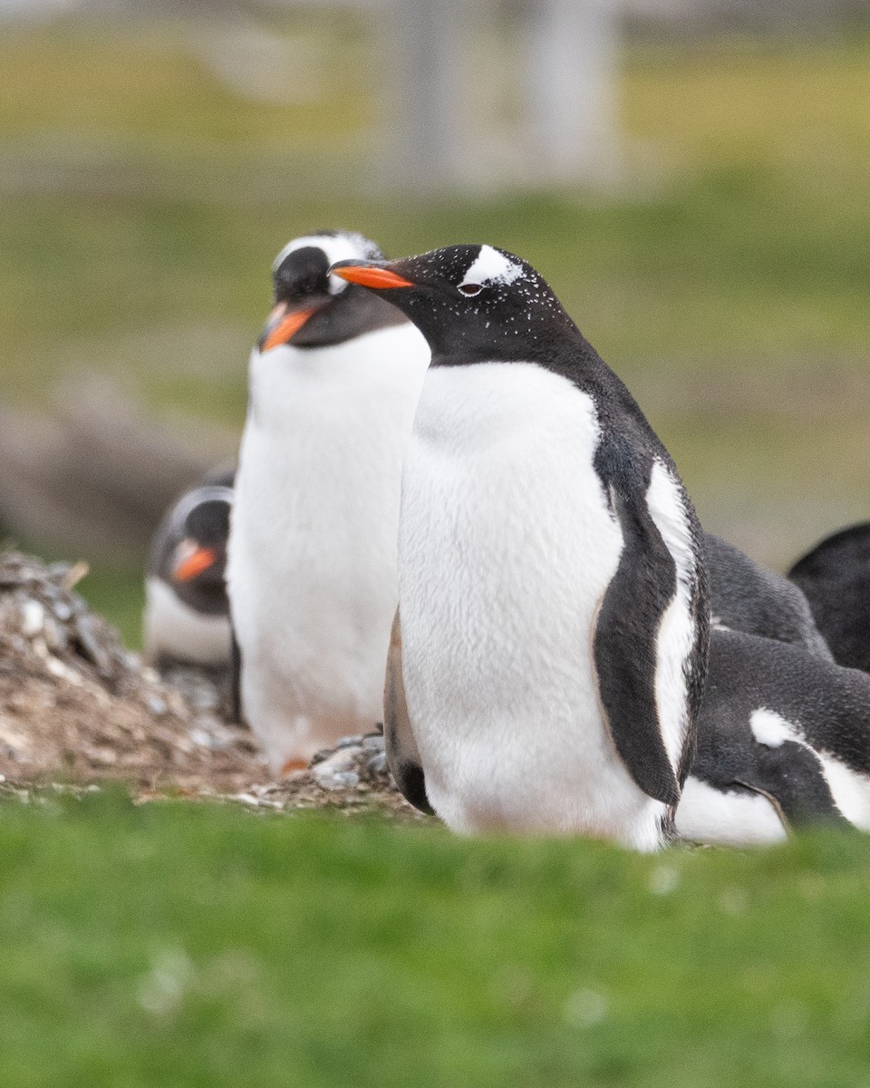 Gentoo Penguin - ML645468816