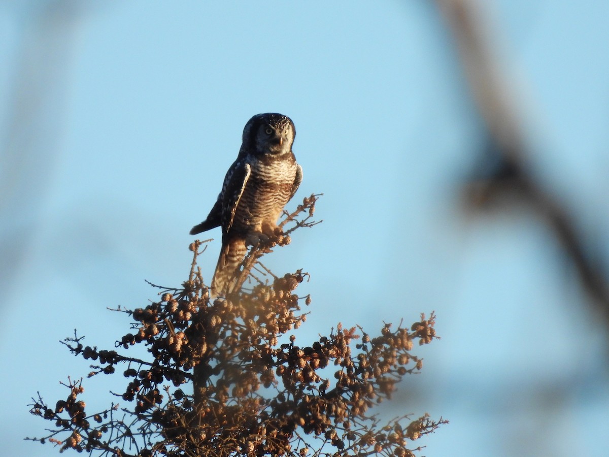 Northern Hawk Owl - ML645468818