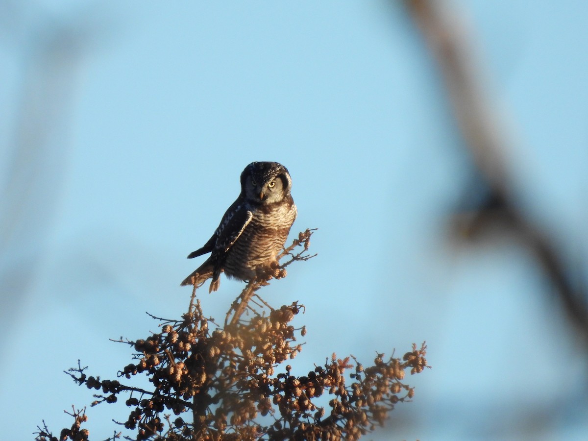 Northern Hawk Owl - ML645468820