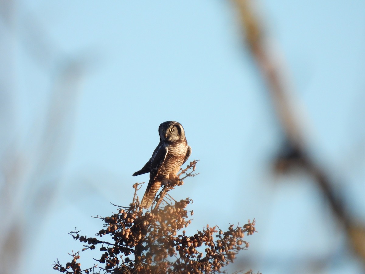 Northern Hawk Owl - ML645468824