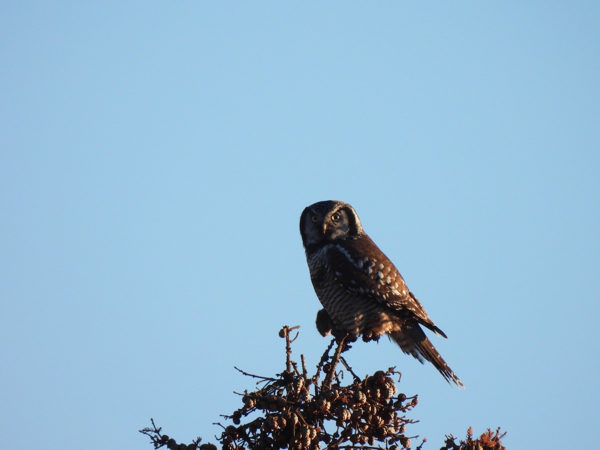 Northern Hawk Owl - ML645468825