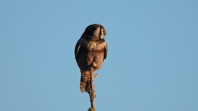 Northern Hawk Owl - ML645468826