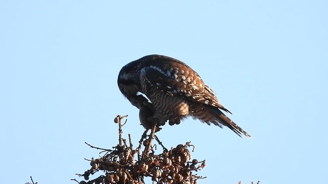 Northern Hawk Owl - ML645468827