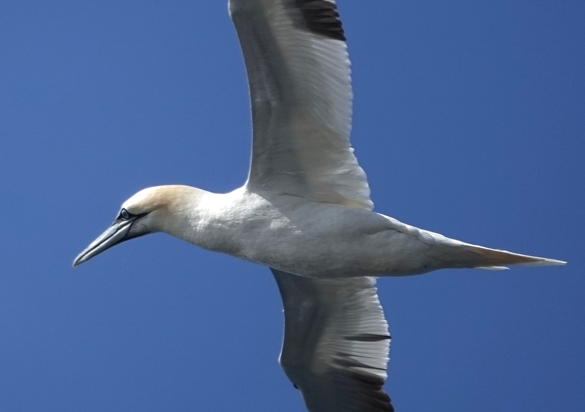 Northern Gannet - ML645468828