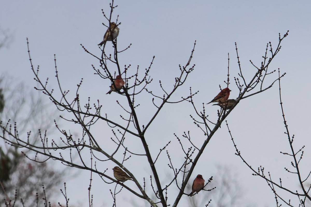 hýl nachový - ML645468856