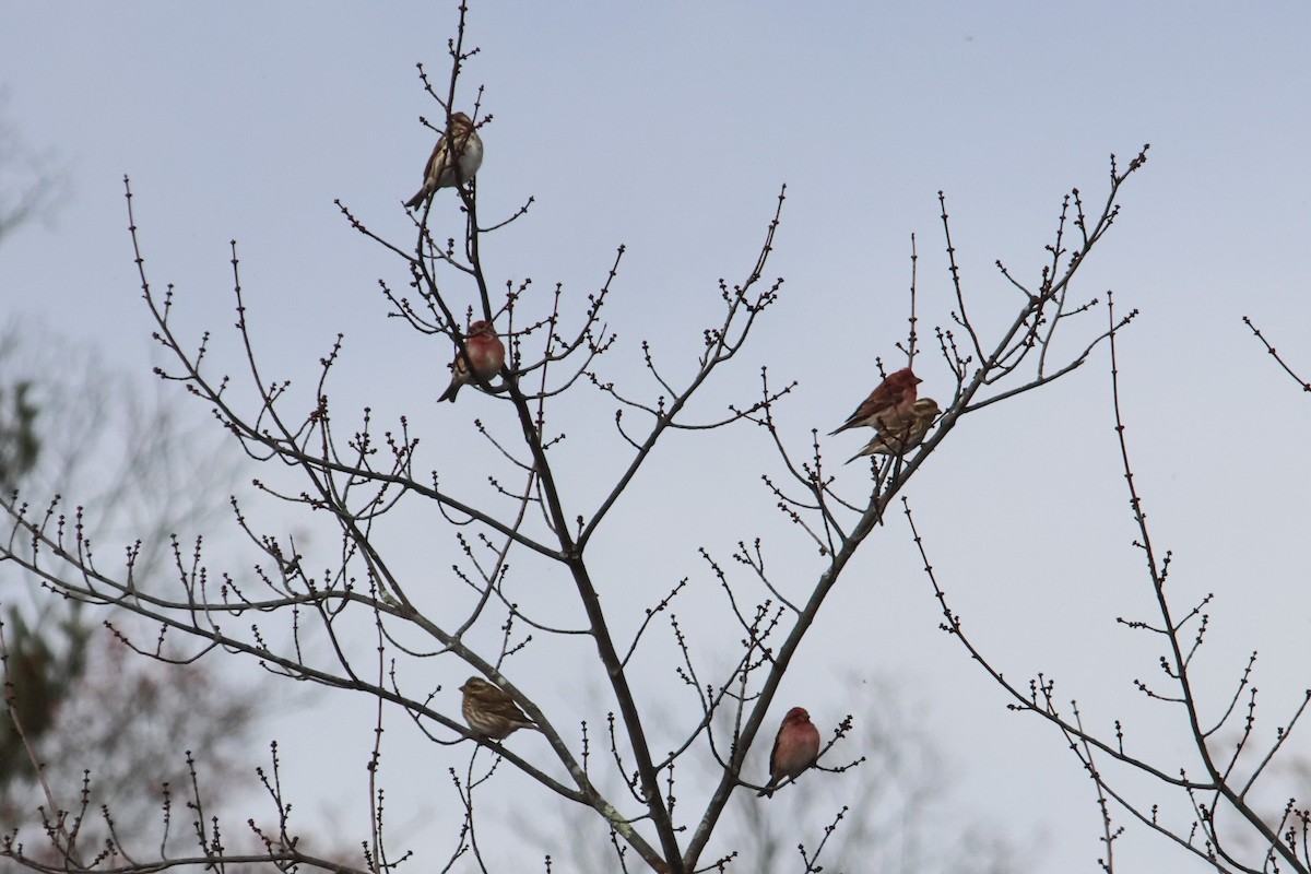 hýl nachový - ML645468857