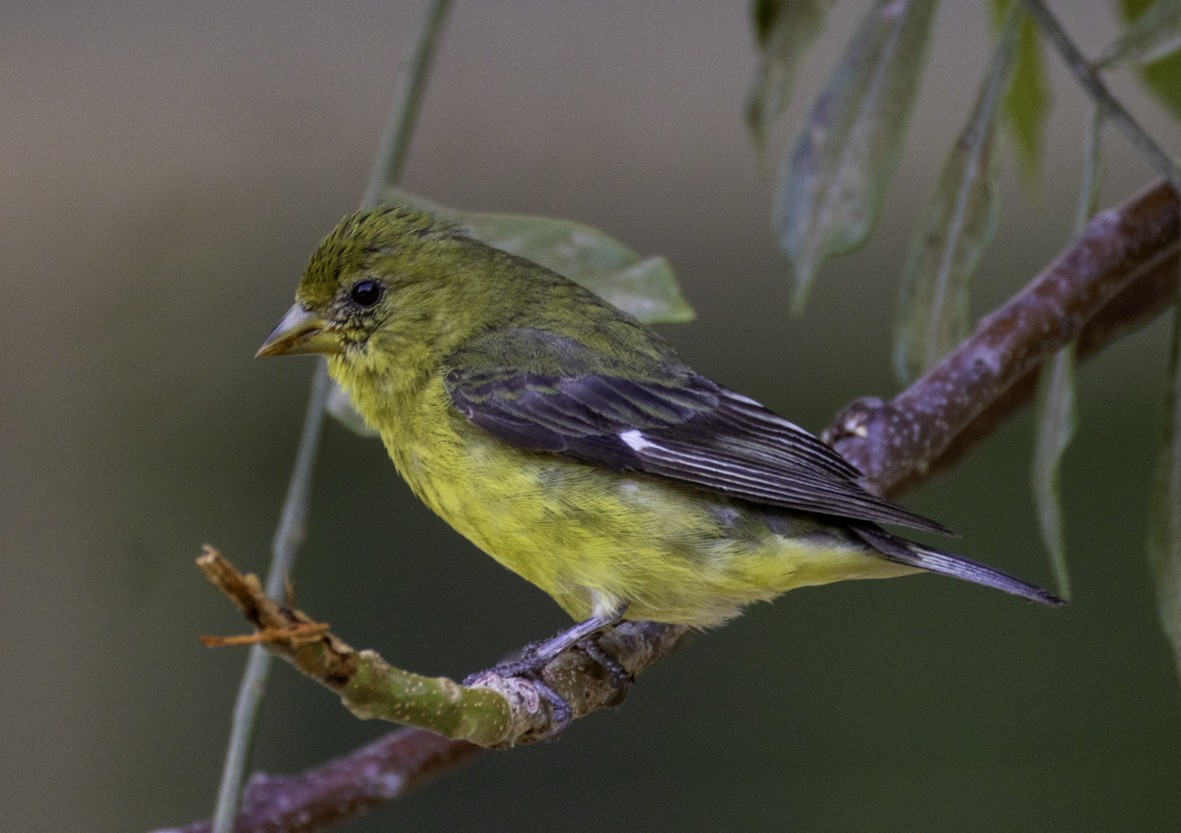 Lesser Goldfinch - ML645468867