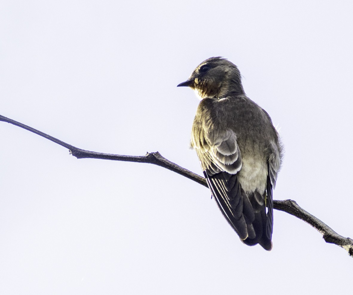 Southern Rough-winged Swallow - ML645468875