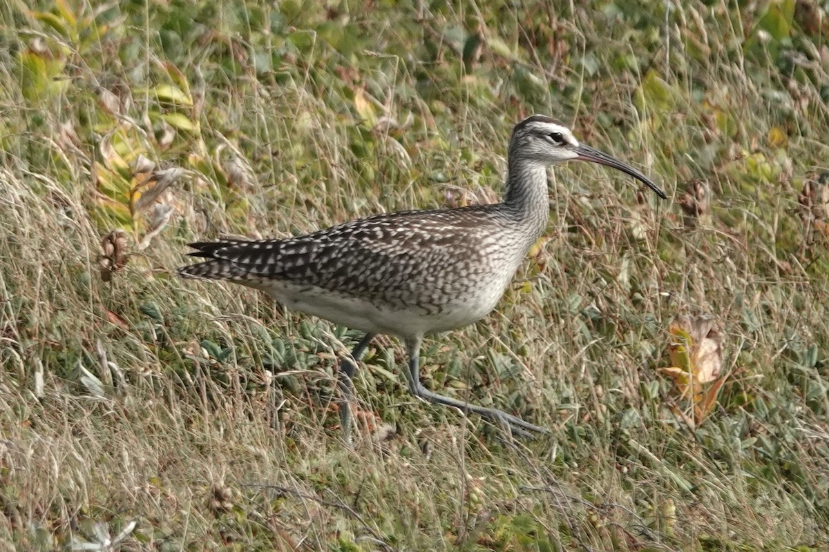 Hudsonian Whimbrel - ML645468880