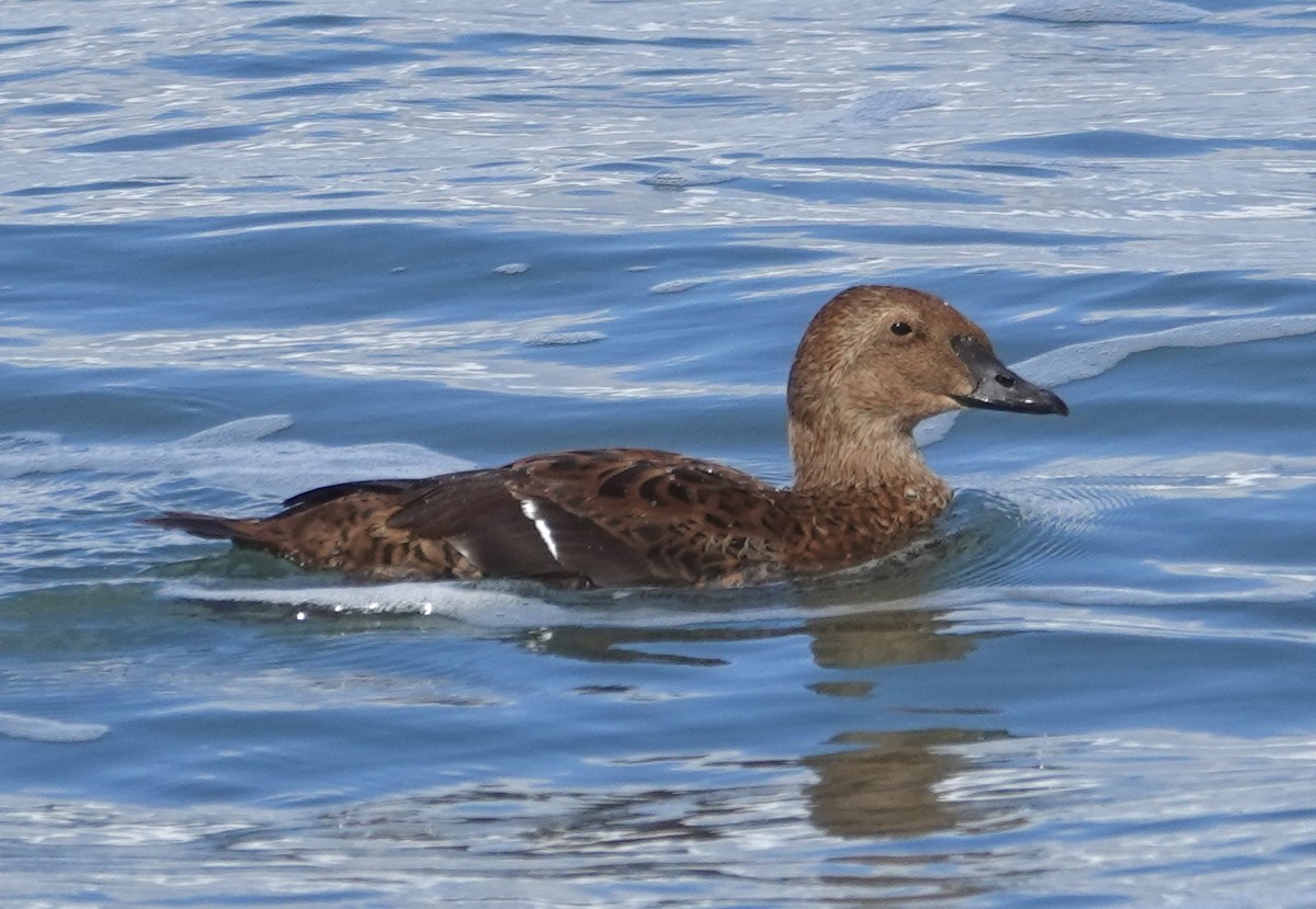 King Eider - ML645468884