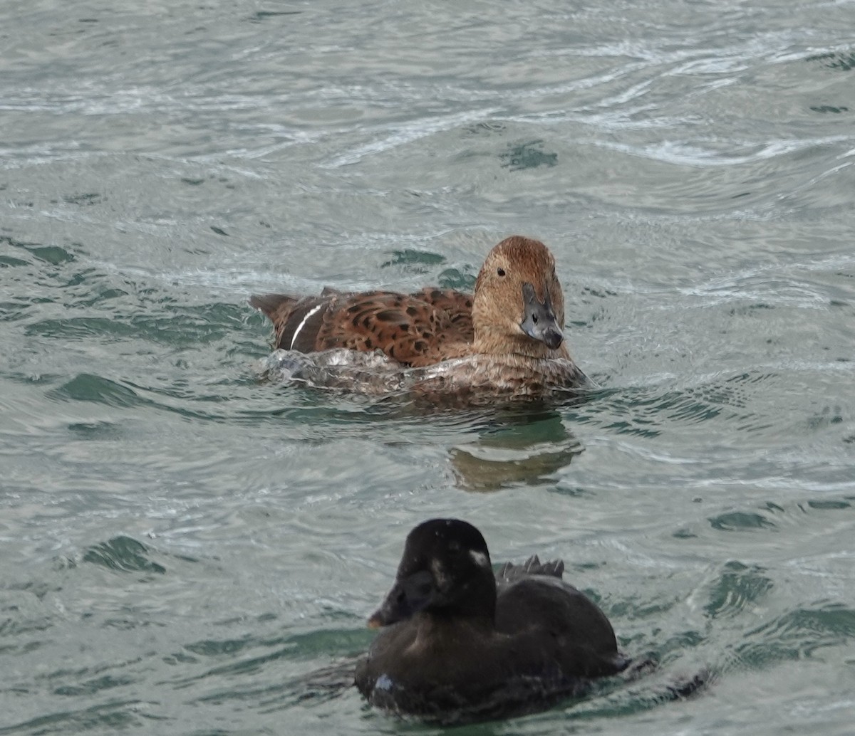 King Eider - ML645468885
