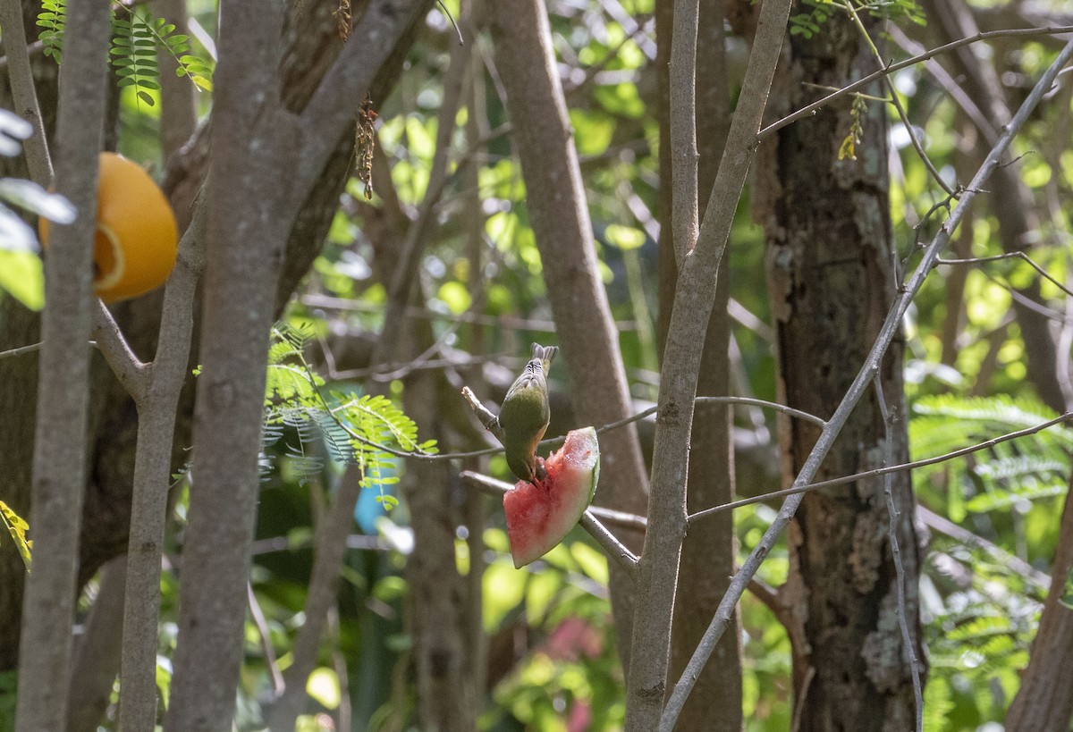 Tennessee Warbler - ML645468894