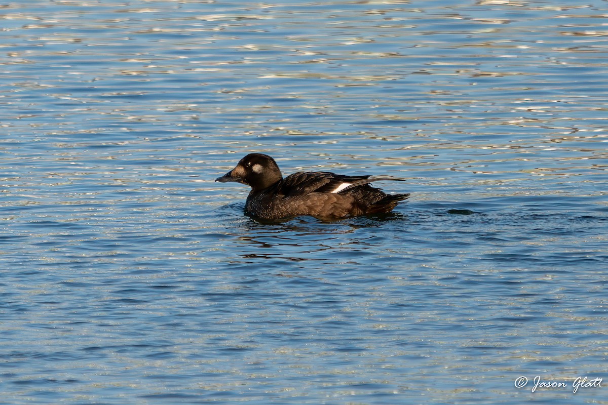 White-winged Scoter - ML645468902