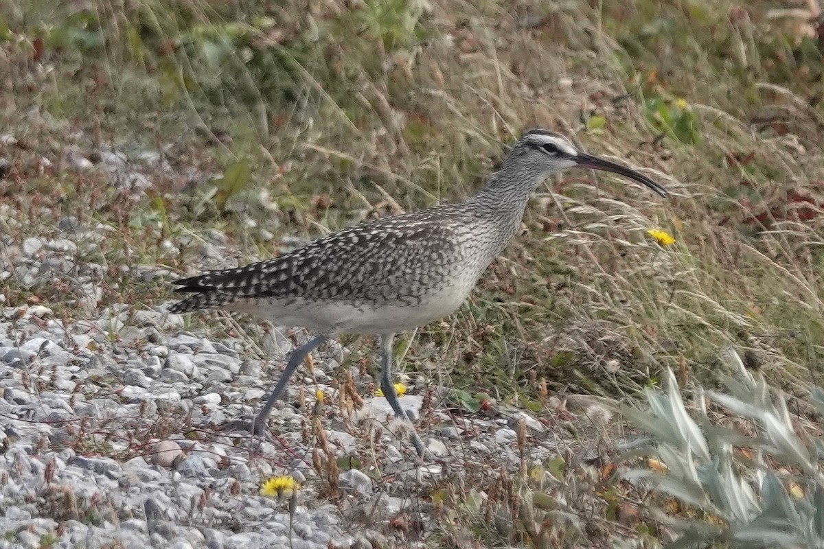 Hudsonian Whimbrel - ML645468905