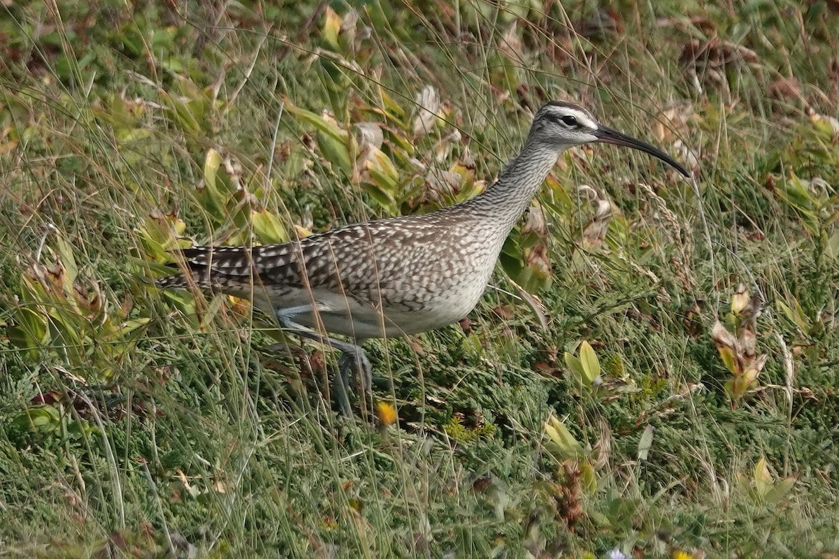 Hudsonian Whimbrel - ML645468906