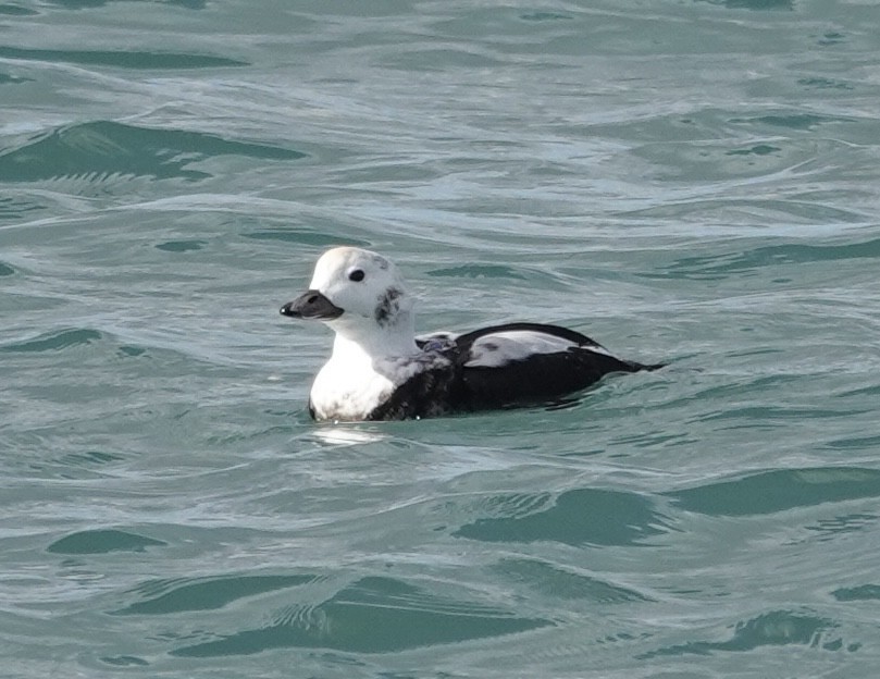 Long-tailed Duck - ML645468914