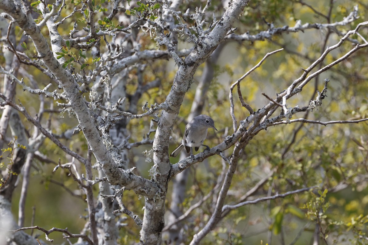 Голубая комароловка - ML645468920