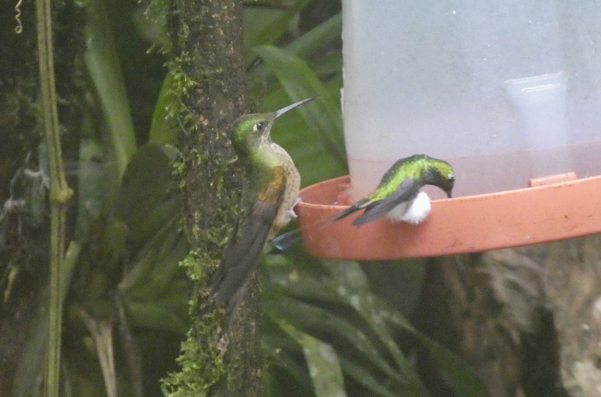 Fawn-breasted Brilliant - ML645468935