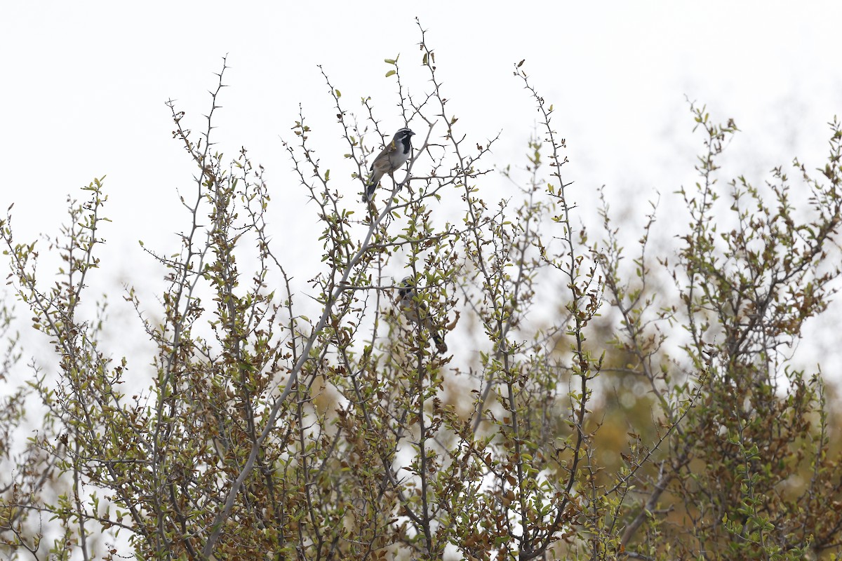 Black-throated Sparrow - ML645468936