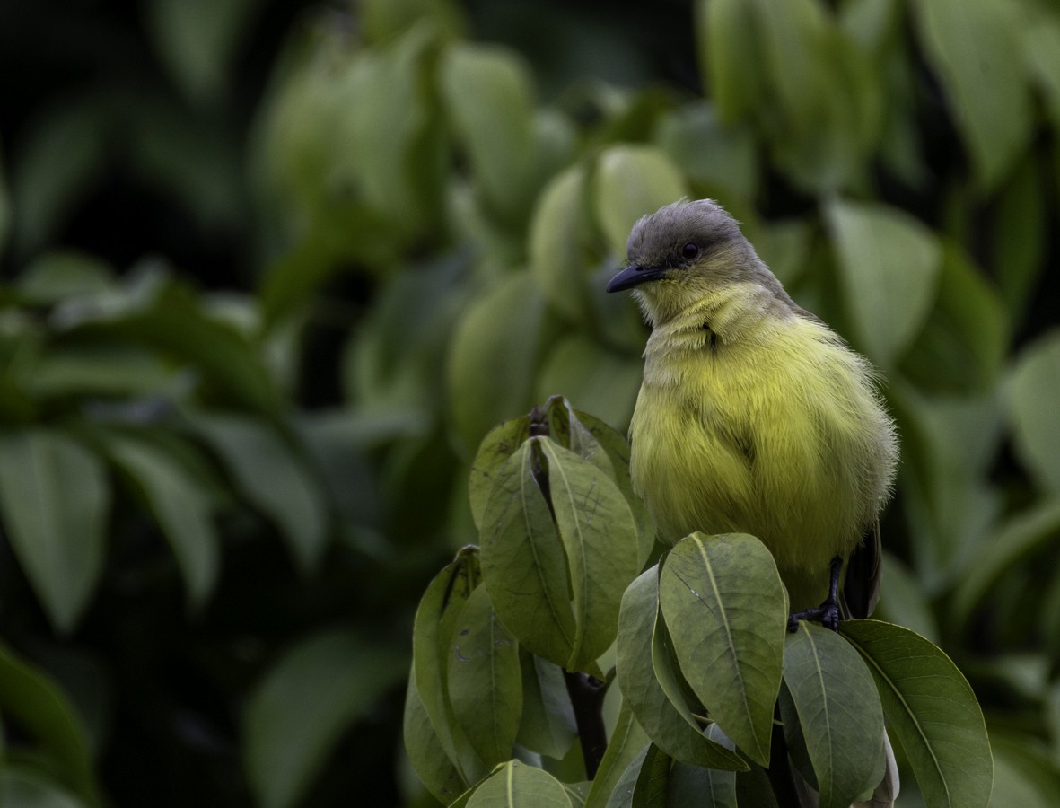 Cattle Tyrant - ML645468940