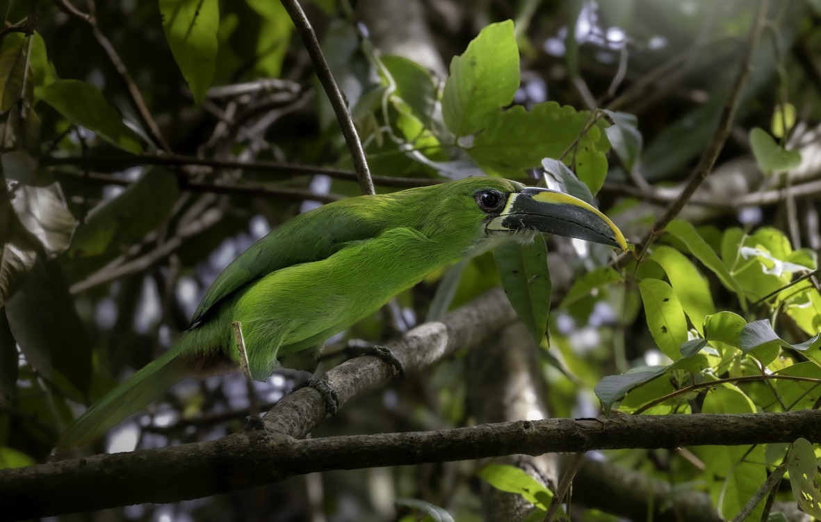Southern Emerald-Toucanet (Santa Marta) - ML645468943