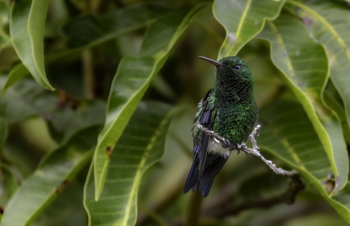 Steely-vented Hummingbird - ML645468944
