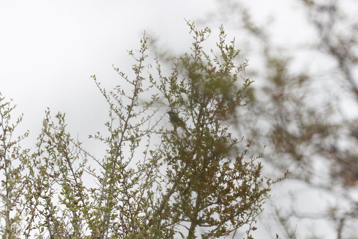 Black-throated Sparrow - ML645468952