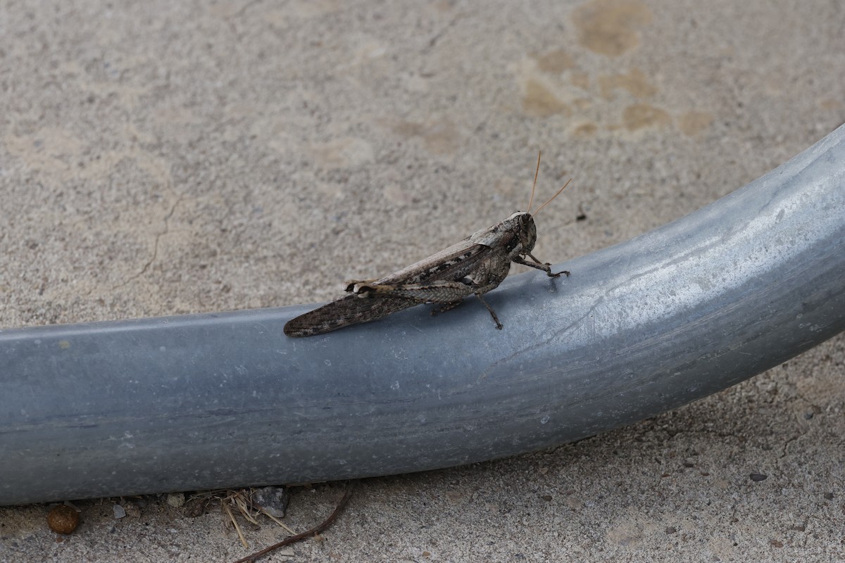 Gray Bird Grasshopper - ML645468962