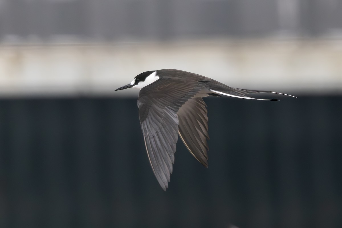 Sooty Tern - ML645468968