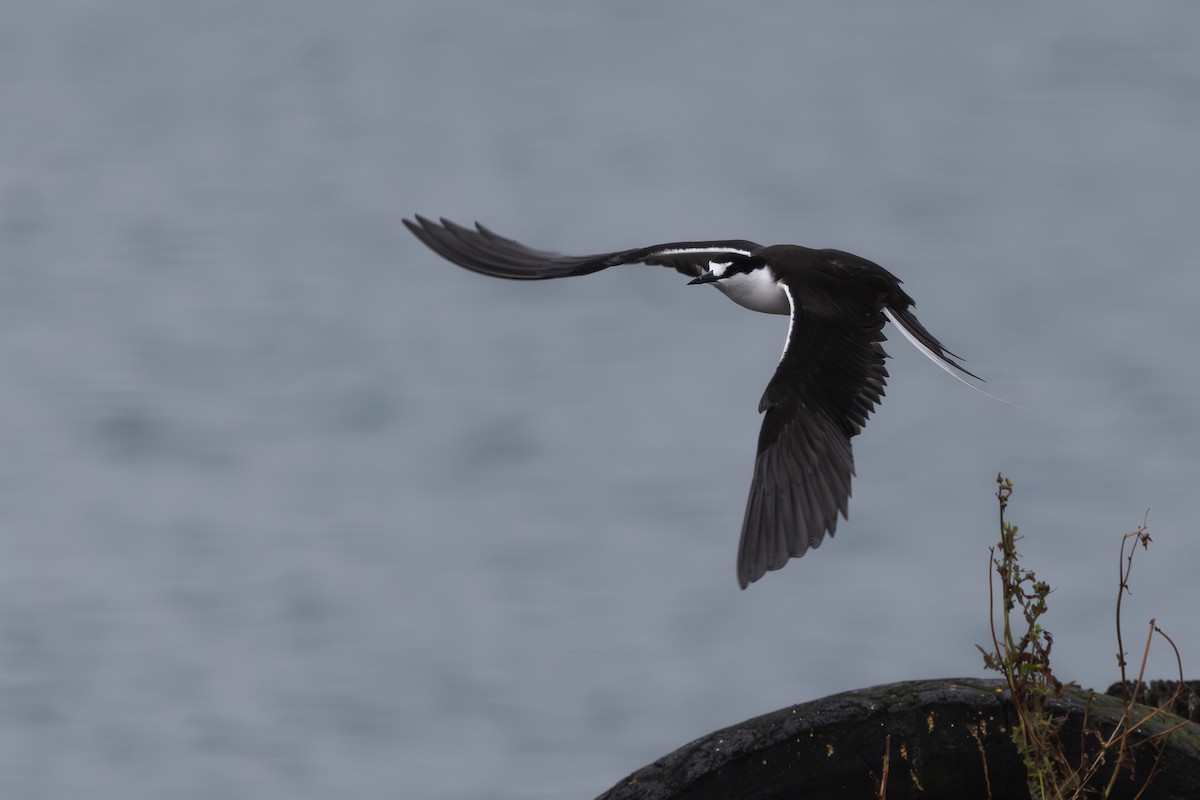Sooty Tern - ML645468969