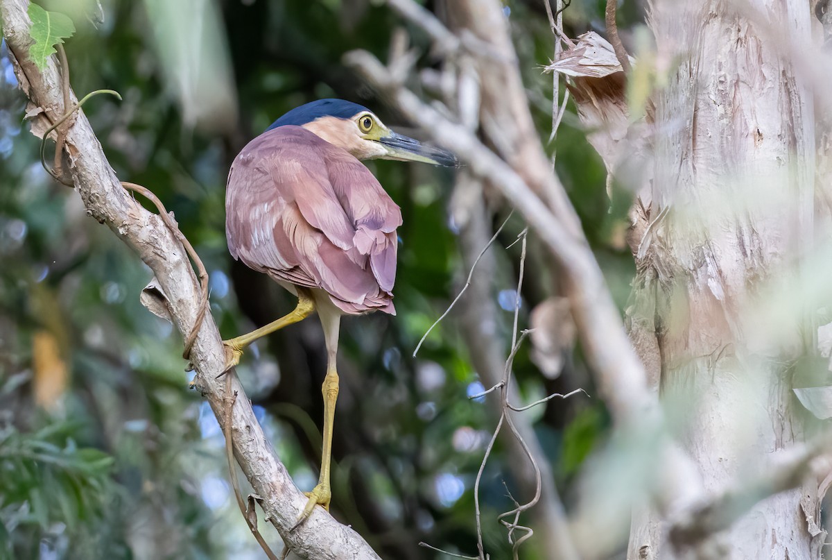 Nankeen Night Heron - ML645469005