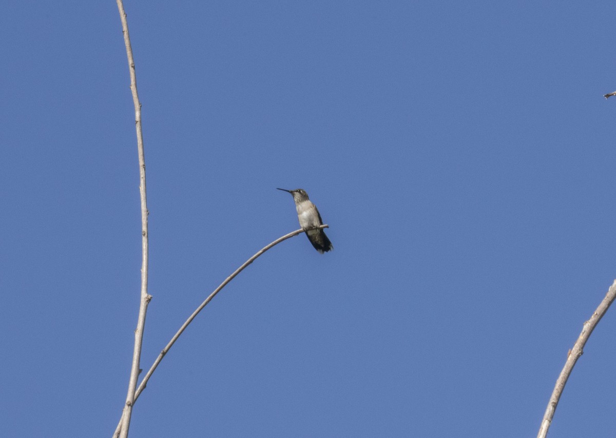 Рубиновогорлый колибри - ML645469006