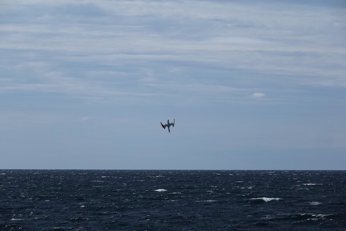 havsule - ML645469011